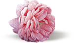0_bd608_be372881_S (150x87, 20Kb)